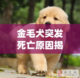 金毛犬突发死亡原因揭秘