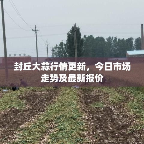 封丘大蒜行情更新，今日市场走势及最新报价