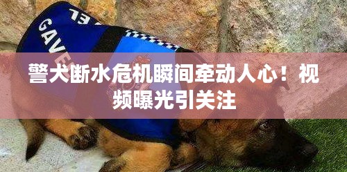 警犬断水危机瞬间牵动人心！视频曝光引关注
